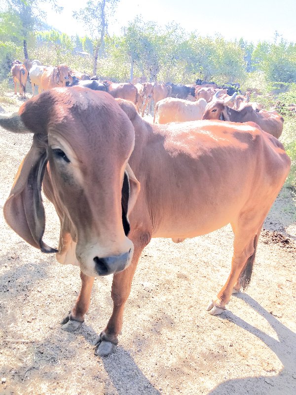 ગીર ઓડકી વેસવાન...