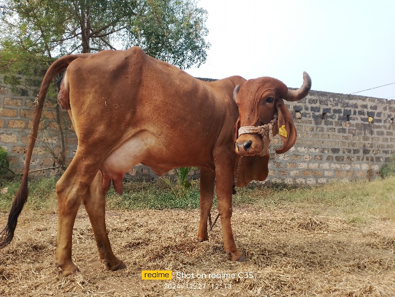 ગાય વેચવાની છે