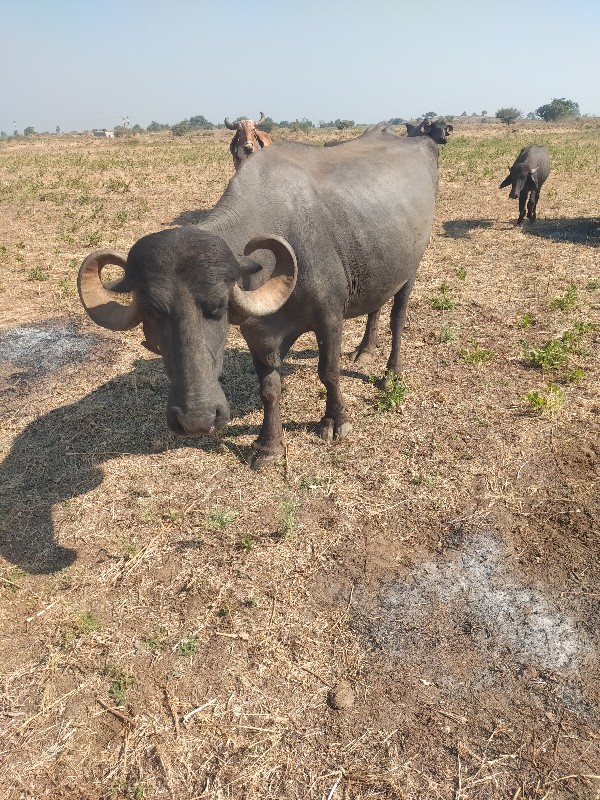 વિઆણેલ