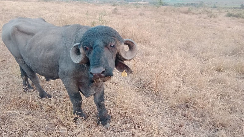 આ પાડો વેસવાનો...