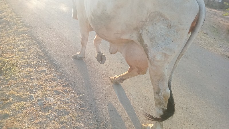 ગાય વેસવા ની છે