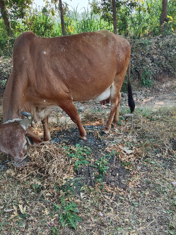 ગાય વેચવાનિછે....