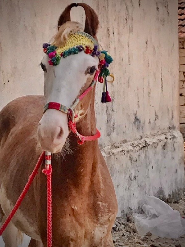 વછેરી વેચવાની છ...