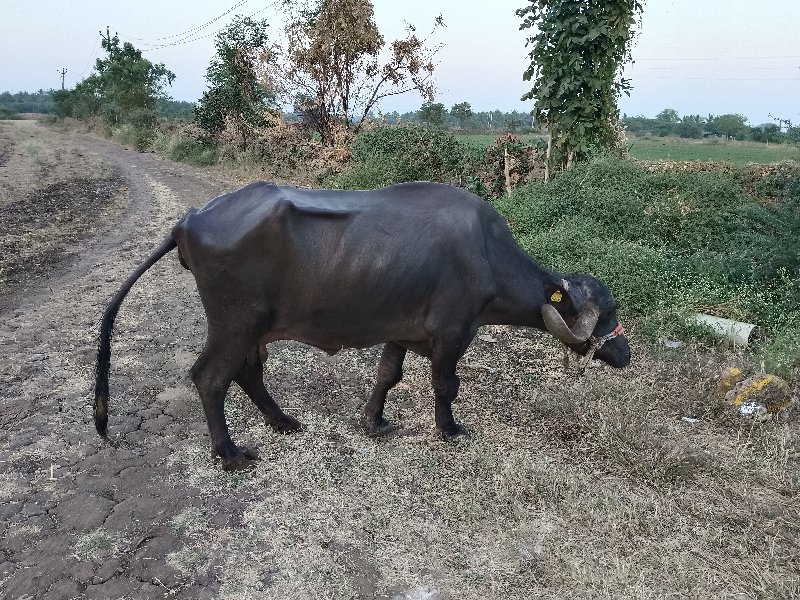 ભેંસ વેચવાની છે