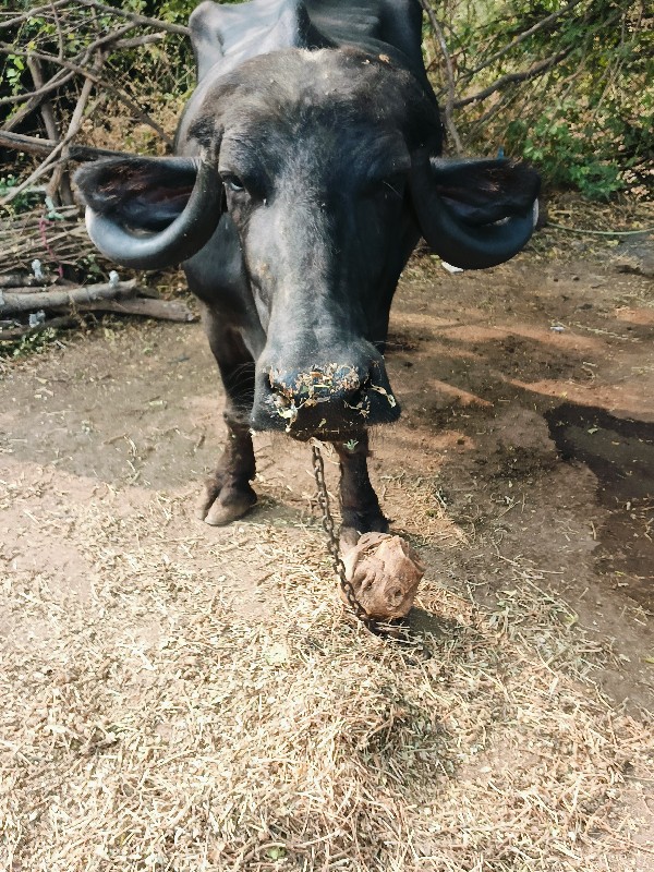 ભેંસ વેચવાની છે...