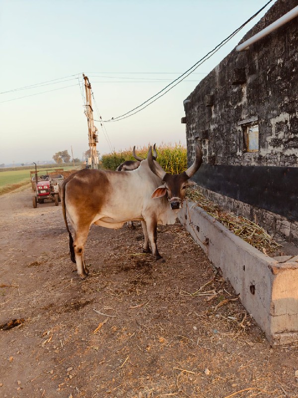 પેલી. ધરનો  બ‌‌...