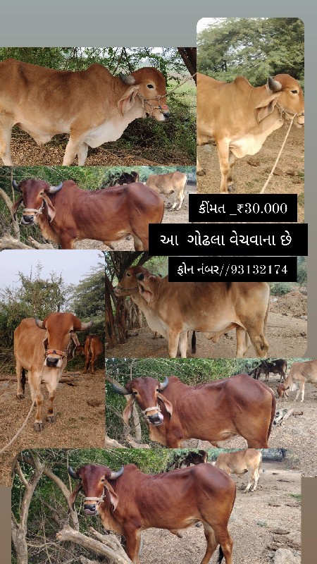 ગોઢલા