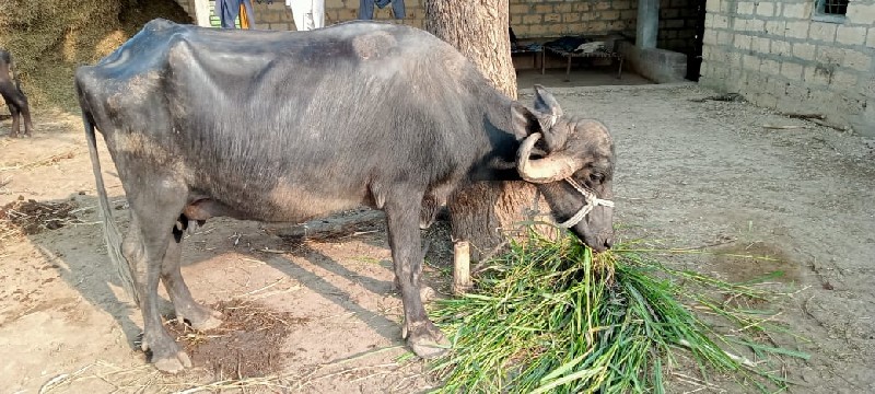 ભેંસ વેચવાની છે