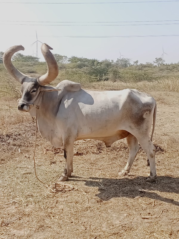 વેચવાનો છે એક છ...