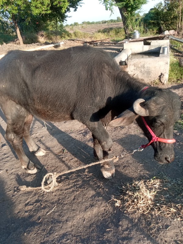 ખળેલી વેચવાની છ...