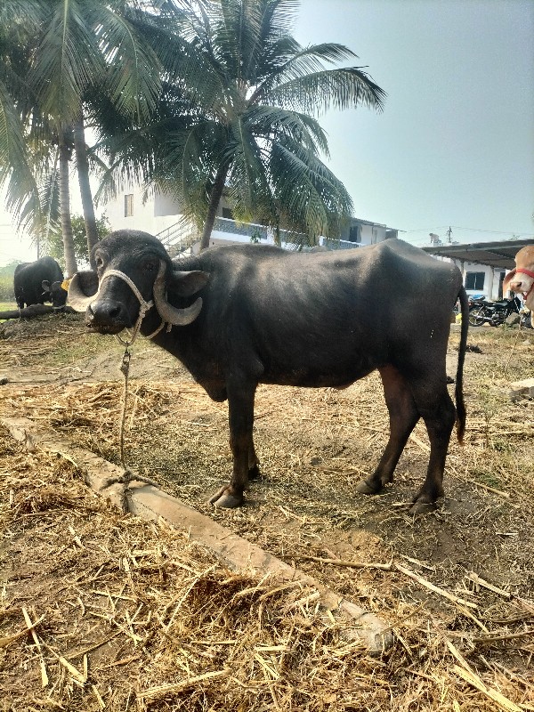 જાફરાબાદી પાડી