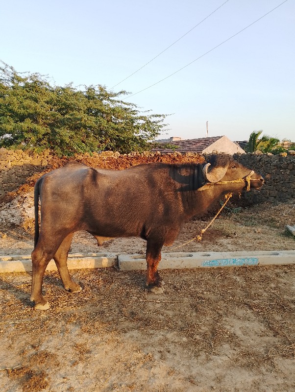 પાડો વેંચવા નો...