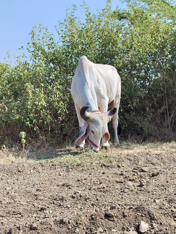 વેચવા નો છે