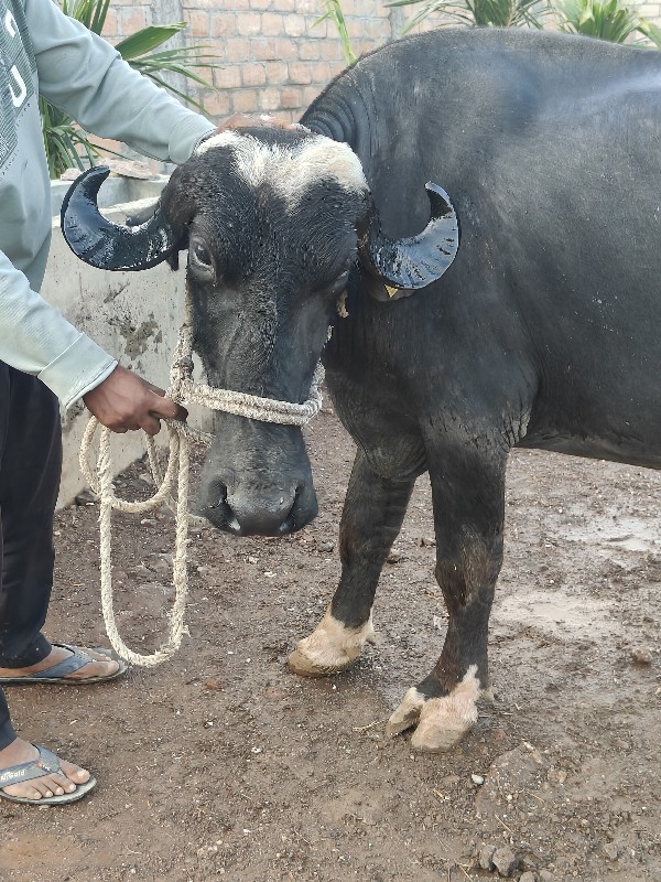 પેલા વેતર ની ખડ...