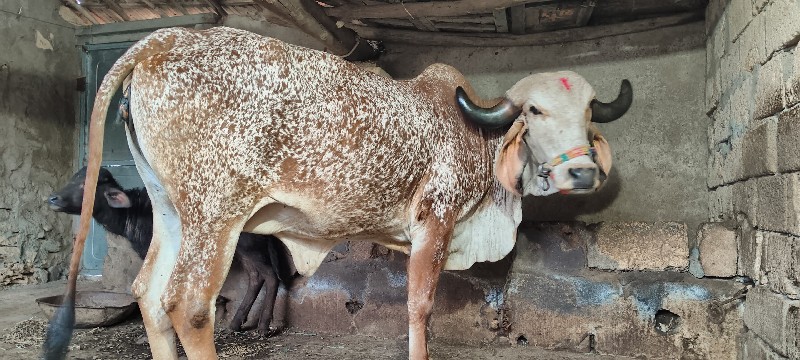 કાબરી હોડકી વેચ...