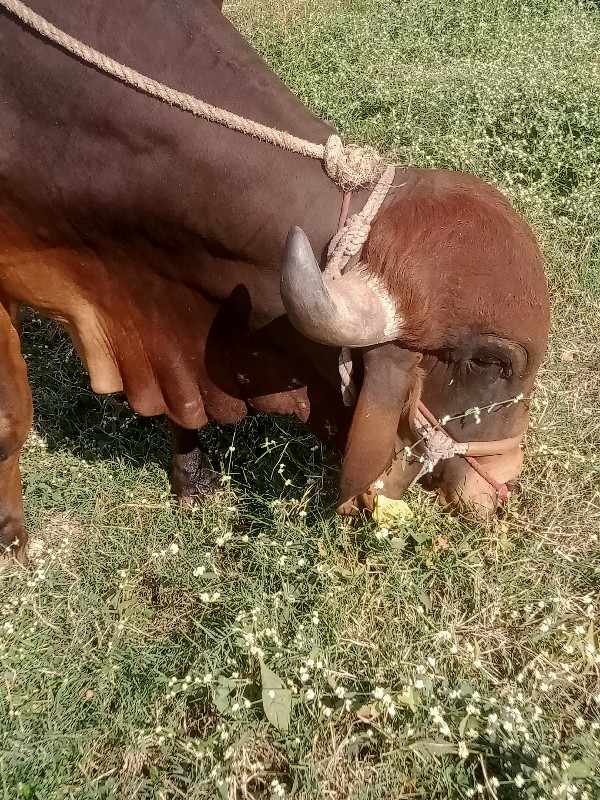 બીજોવાળો  ઞવસાળ...