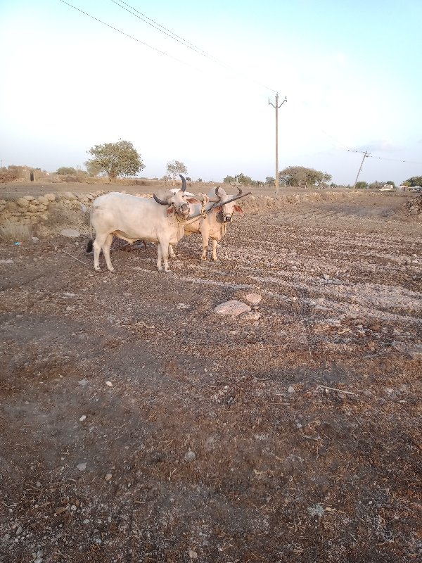 ગોંડલા વેશવાના...