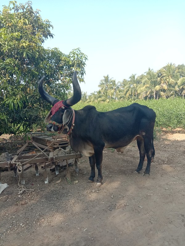 બડદ.વેસવાનોછે