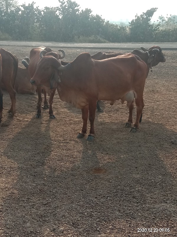 ગાયુ નુ ખાતર વે...