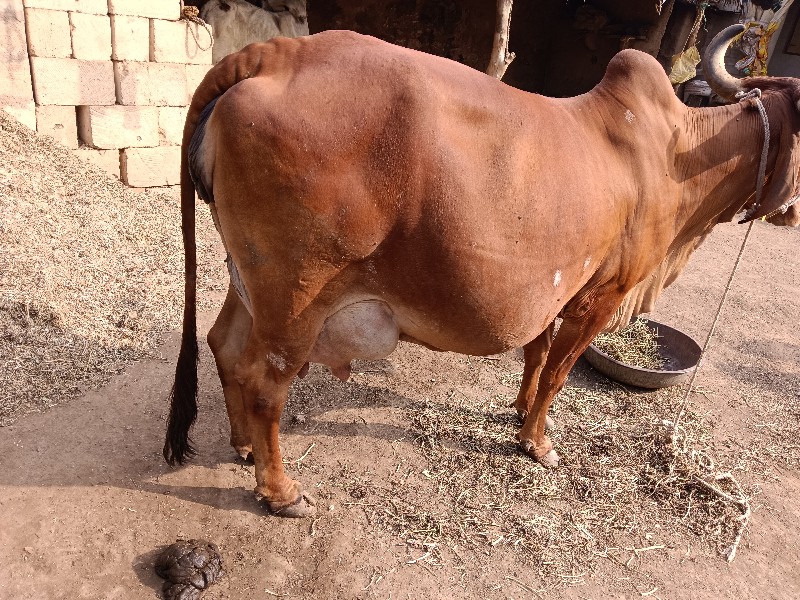 ગાય વેચવાની‌ છે