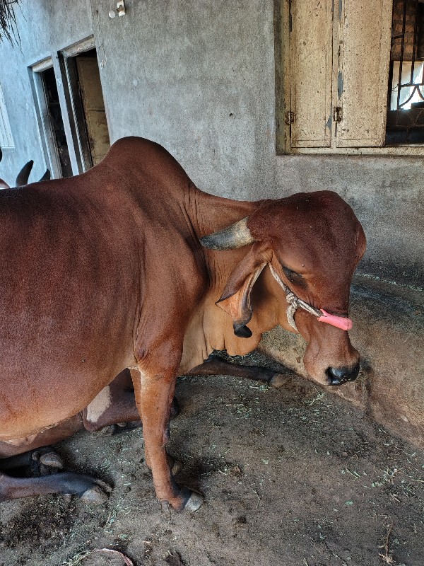 ગીર ગાય વરસવાની