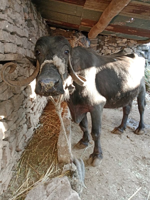 ભેંસુ વેચવાની છ...