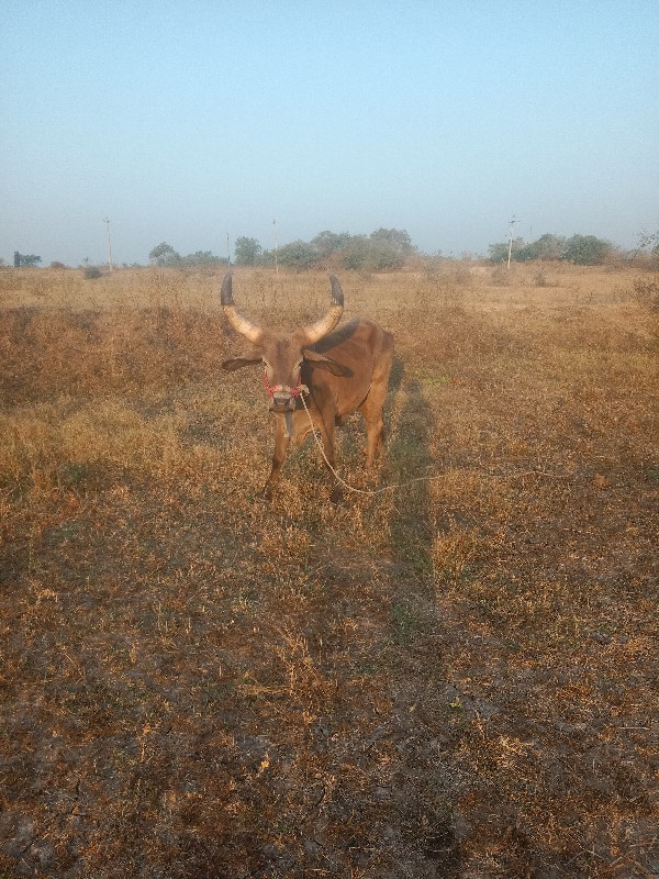 સાવ સોજો છે