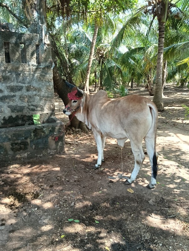 ગોઢલો  વેચવાનો...