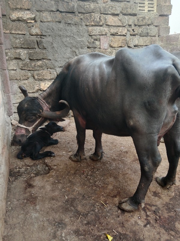 ત્રીજું વેતર ભે...