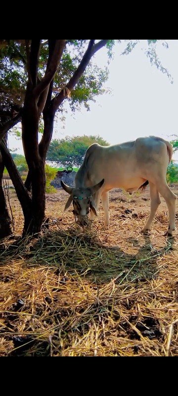 ગોઢલા વેચવાના છ...