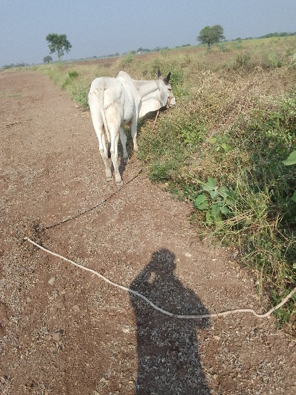 બધી જવાબદારી