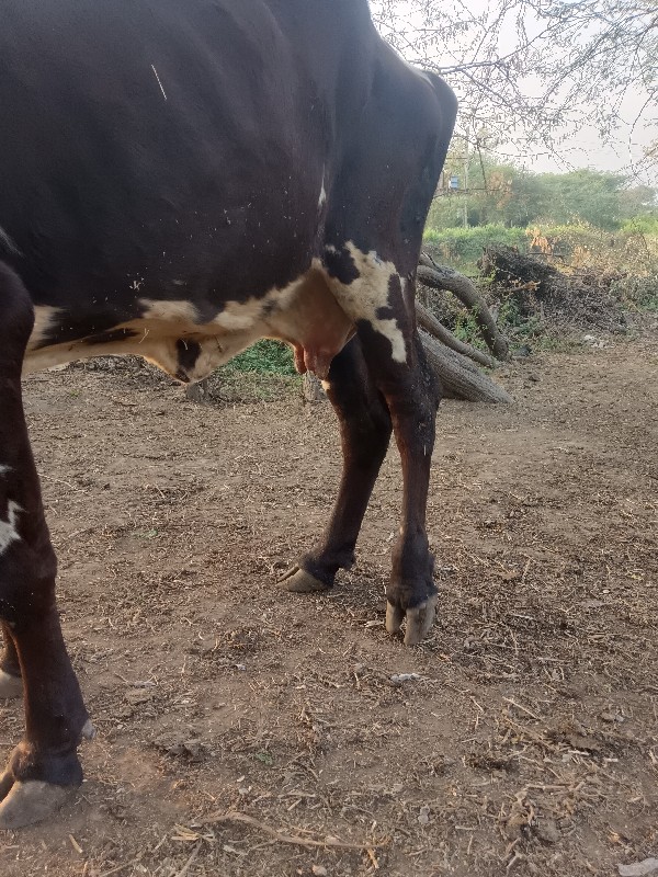 જર્સી ગાય વેચવા...