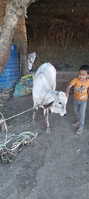 લીલડીવાછડીદેવાન...