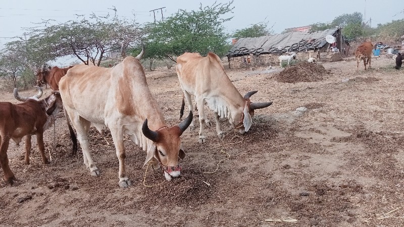 ગોટલા વેચી નાખવ...