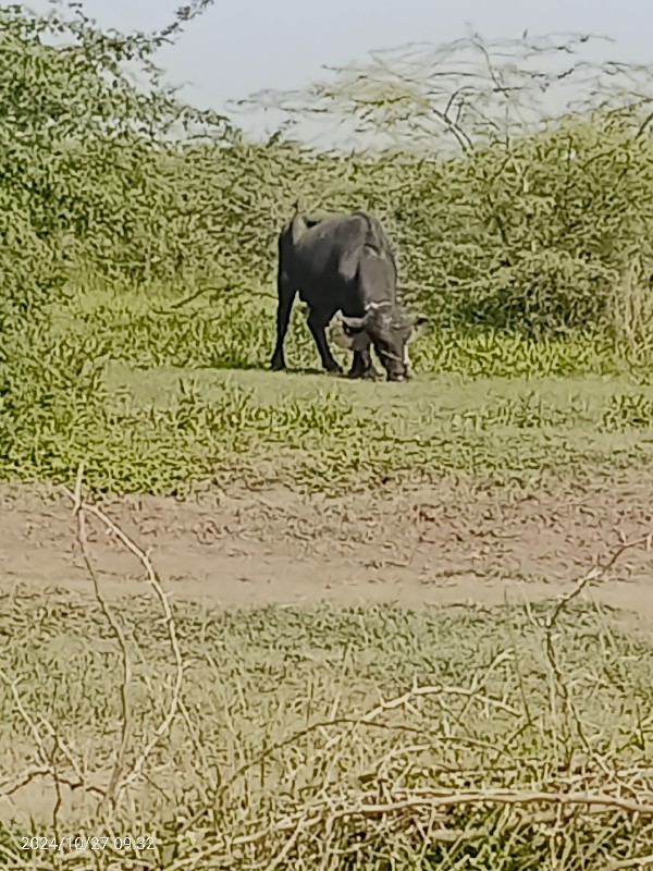 પાડો વેચવાનો છે