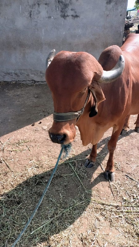 ગાય વેચવાની છે