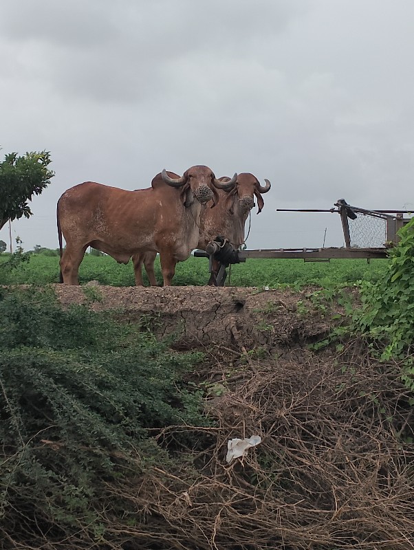 બળદ વેચવાના છે