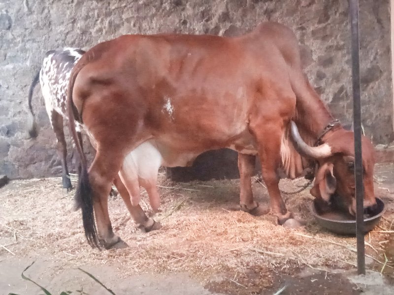 ગીર ગાય વેચવાની...