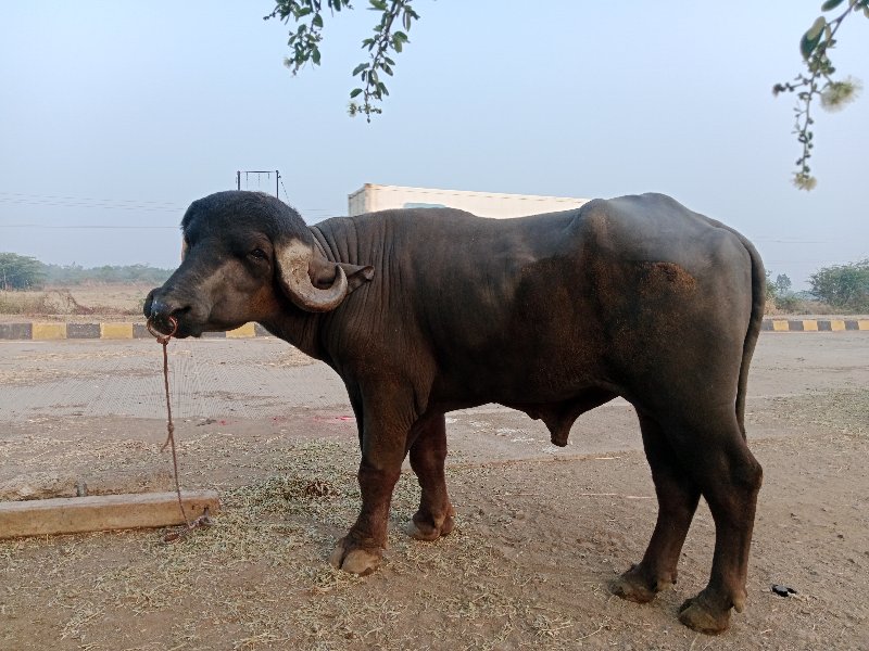 પાડો વેચવાનો સે...