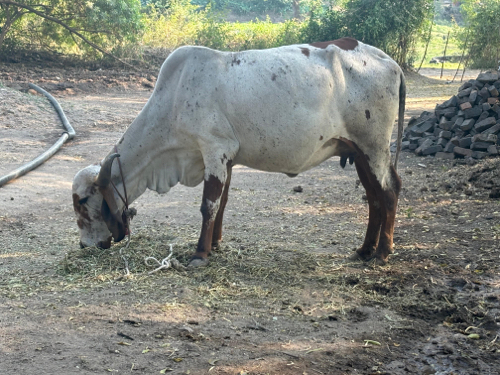 Gay Vechvani