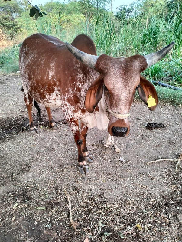 ગાયવેચવાની છે