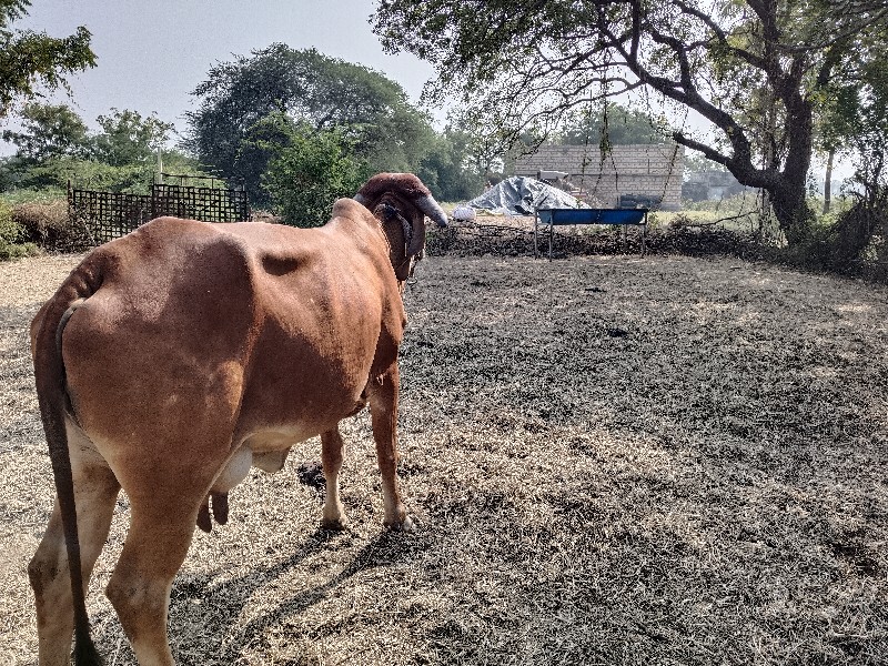 ગાય વેચવાની છે