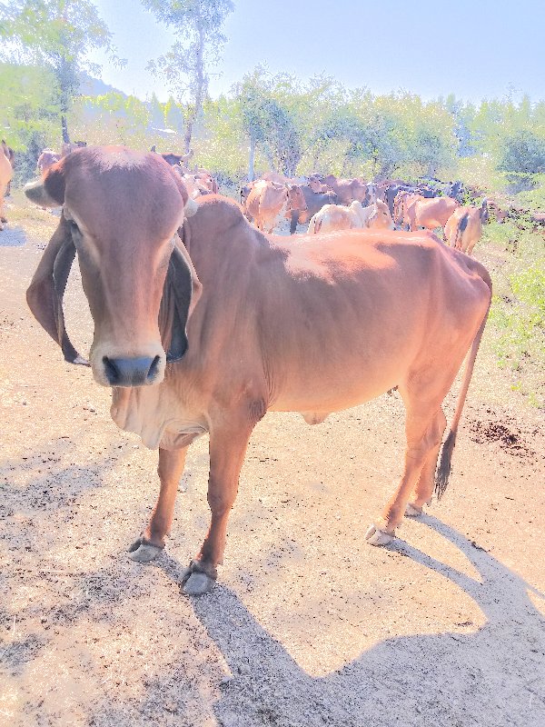 ગીર ઓડકી વેસવાન...