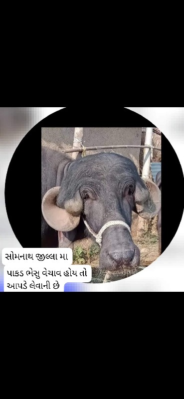 આ નંબર પર ફોન ક...