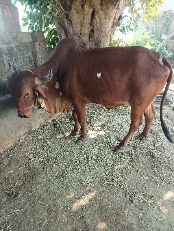 ગાય બેસવાની છે