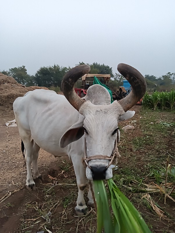 વેંચવા નું છે ન...