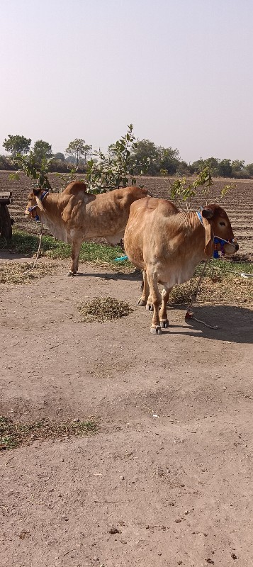 ગોઢલા વેચવાના છ...