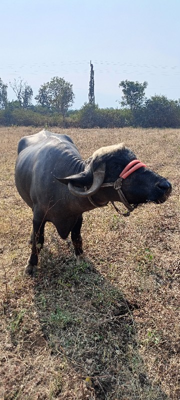 ભગરી ભેંસ વેચવા...