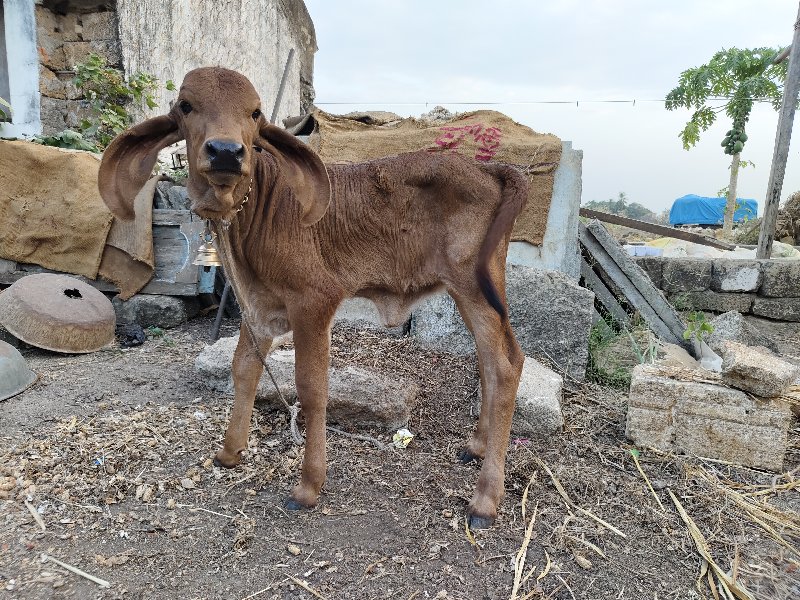 ગય વેચવાની છે