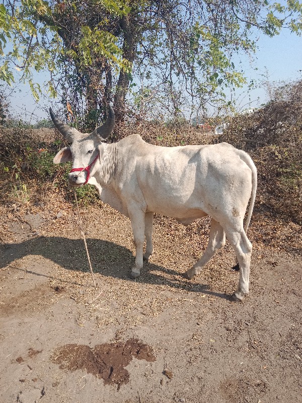 ઘો ધ લો વેચવા ન...